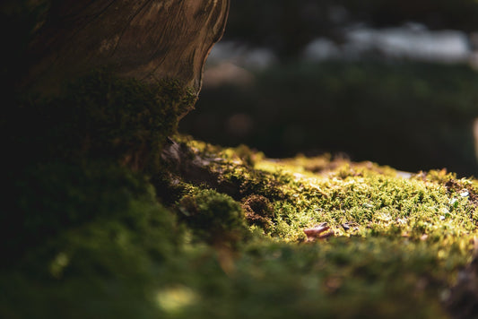 More than focus? Other health benefits of adaptogens.